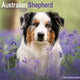 Australian Shepherd Calendar 2026  Square Dog Breed Wall Calendar - 16 Month