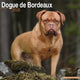 Dogue De Bordeaux Calendar 2026  Square Dog Breed Wall Calendar - 16 Month
