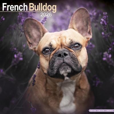 French Bulldog Calendar 2026  Square Dog Breed Wall Calendar - 16 Month