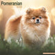 Pomeranian Calendar 2026  Square Dog Breed Wall Calendar - 16 Month