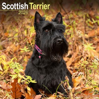 Scottish Terrier Calendar 2026  Square Dog Breed Wall Calendar - 16 Month
