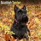 Scottish Terrier Calendar 2026  Square Dog Breed Wall Calendar - 16 Month