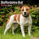 Staffordshire Bull Terrier Calendar 2026  Square Dog Breed Wall Calendar - 16 Month