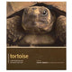 Tortoise - Pet Expert: Understanding and Caring for Your Pet