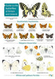 Guide to the butterflies of Britain and Ireland: 2019