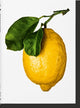 The Gourmand's Lemon
