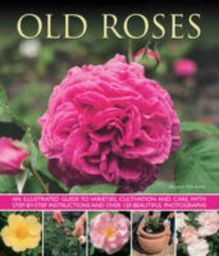 Picture of Old Fashioned Roses