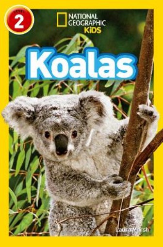 Picture of Koalas