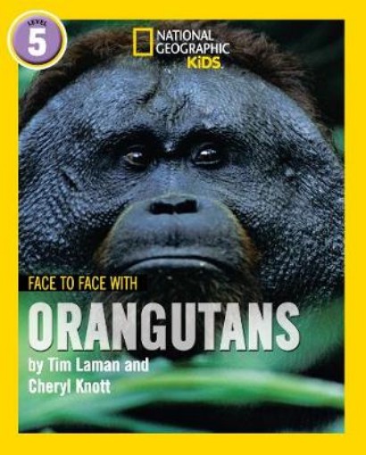 Picture of Face to Face with Orangutans