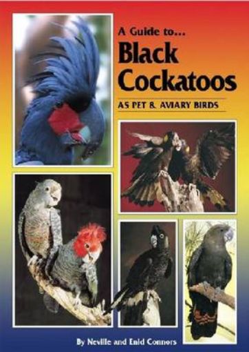 Picture of Black Cockatoos as Pet and Aviary Birds