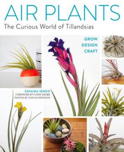 Picture of Air Plants: The Curious World of Tillandsias