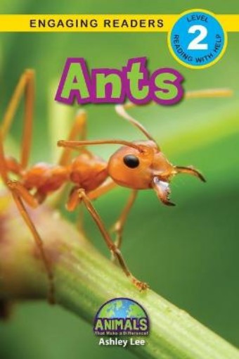 Picture of Ants