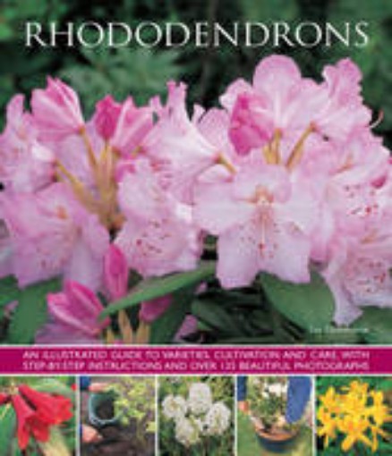 Picture of Rhododendrons