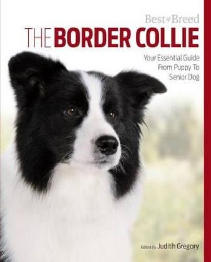 Picture of Border Collie Best of Breed