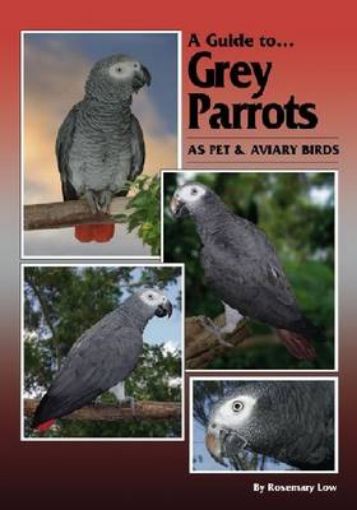 Picture of Grey Parrots as Pets and Aviary Birds
