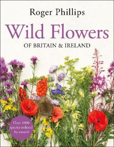 Picture of Wild Flowers