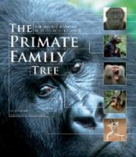 Picture of Primate Family Tree