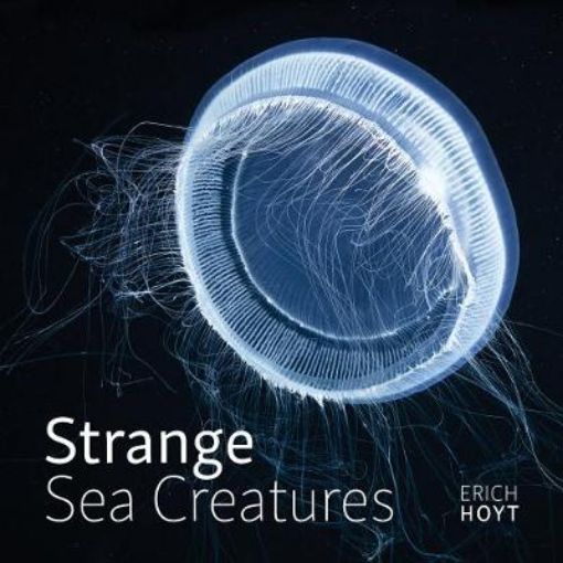Picture of Strange Sea Creatures