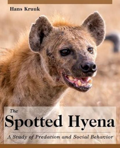 Picture of Spotted Hyena