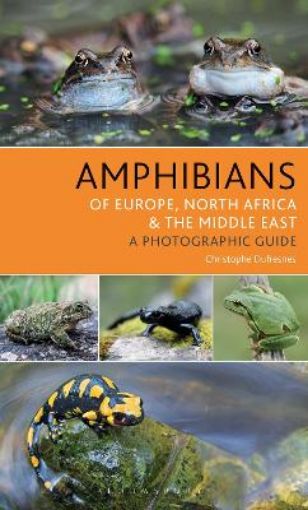 Picture of Amphibians of Europe, North Africa and the Middle East