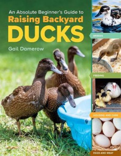 Picture of Absolute Beginner's Guide to Raising Backyard Ducks