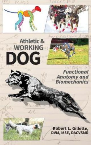 Picture of Athletic and Working Dog