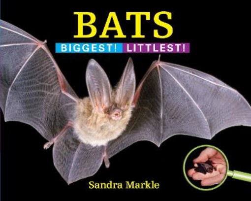 Picture of Bats