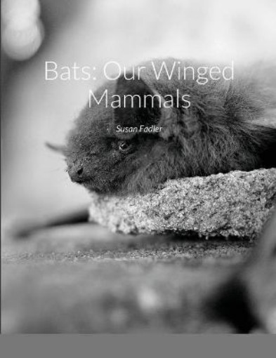 Picture of Bats