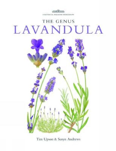 Picture of Genus Lavandula