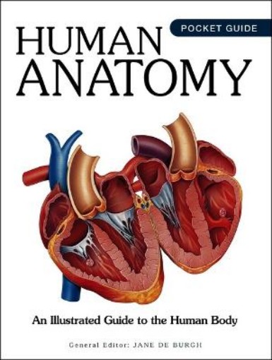 Picture of Human Anatomy